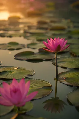 Serene Pink Lotus Pond at Golden Hour