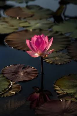 Serene Pink Lotus on Dark Pond