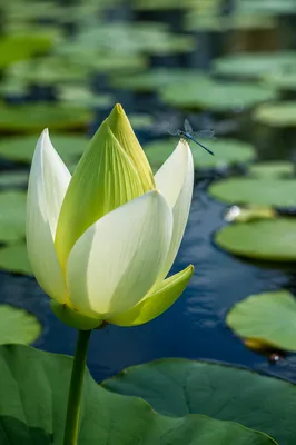 Serene Lotus Bud with Blue Dragonfly