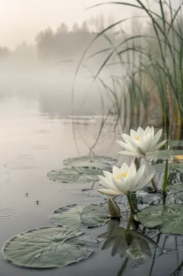 Serene White Lotus Pond at Dawn