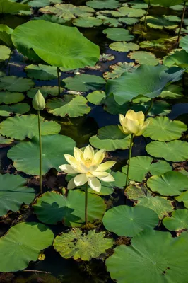 Serene Lotus Blossoms Over Garden Pond