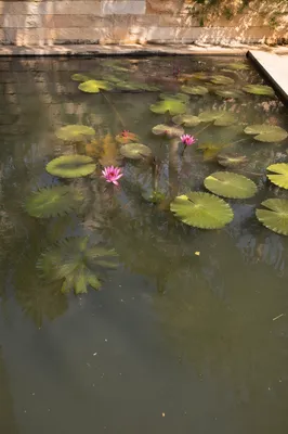 Serene Lotus Pond with Magenta Blossoms