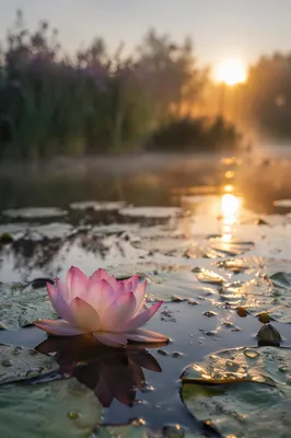 Serene Pink Lotus on Morning Pond