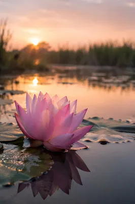 Serene Pink Lotus on Dawn Pond