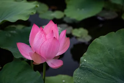 Serene Pink Lotus on Quiet Pond