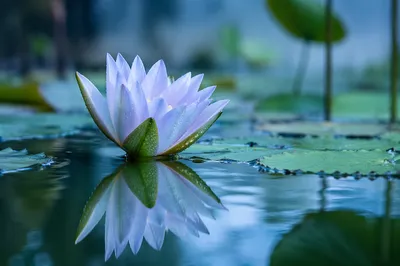 Serene Blue White Lotus on Quiet Pond