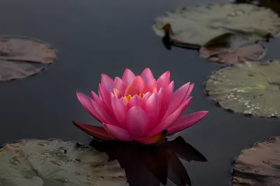 Serene Pink Lotus on Dark Pond