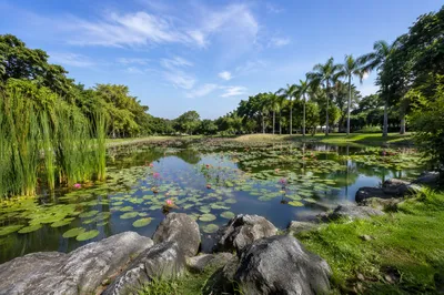 Serene Pink Lotus Pond in Tropical Park
