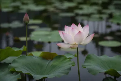 Serene White Lotus in Still Pond