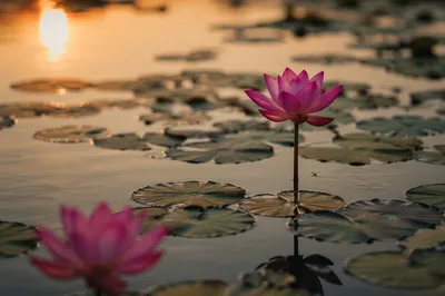 Serene Pink Lotus Pond at Golden Hour