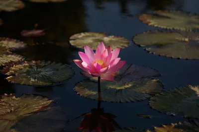 Serene Pink Lotus on Dark Pond