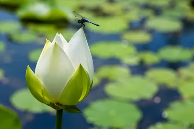 Serene Lotus Bud with Blue Dragonfly