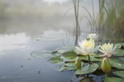 Serene White Lotus Pond at Dawn