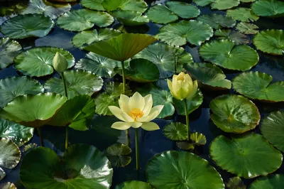 Serene Lotus Blossoms on Sunlit Garden Pond