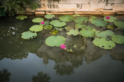 Serene Lotus Pond in Morning Light