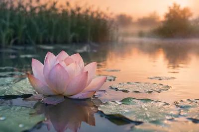 Serene Pink Lotus on Dawn Pond