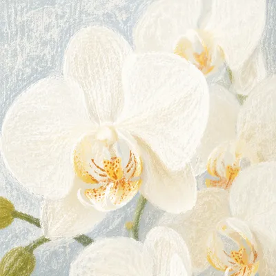 Elegant White Orchid Macro Floral Closeup
