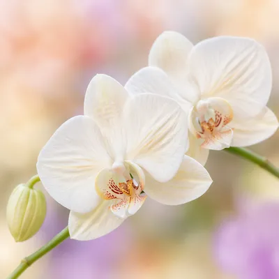 Elegant White Orchid Blossoms in Soft Light