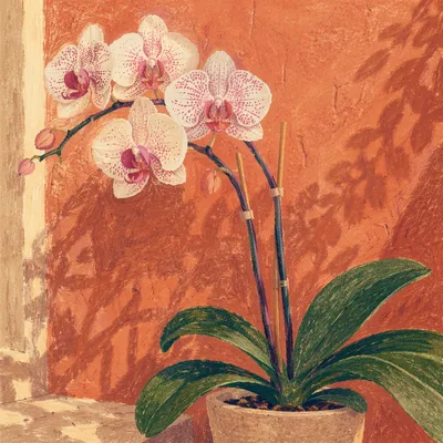 Elegant White Orchid Against Terracotta Wall