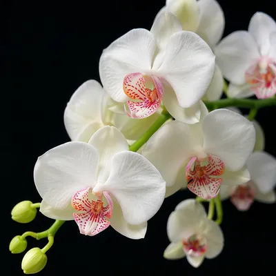 Elegant White Orchids on Black Background