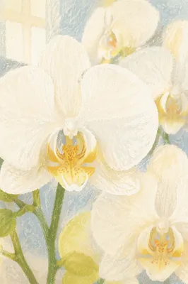 Elegant White Orchid Blossoms in Soft Light