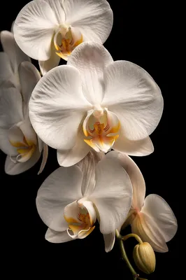 Elegant White Orchid on Black Background