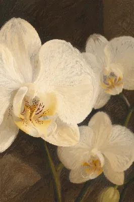 Elegant White Orchid Macro Bloom