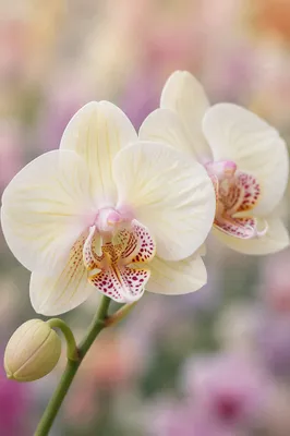 Elegant White Orchid Blossoms in Soft Light