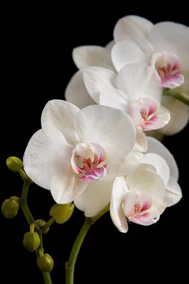 Elegant White Orchids on Black Background
