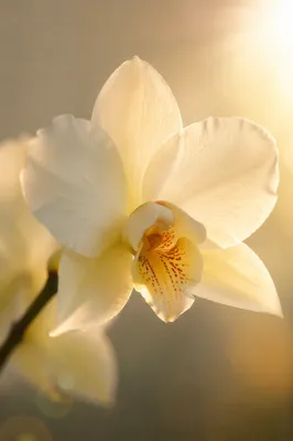Elegant White Orchid in Morning Light
