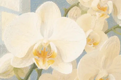 Elegant White Orchid Blossoms Macro Close-Up