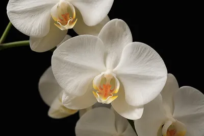 Elegant White Orchid on Black Background