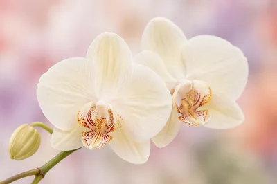 Elegant White Orchid Blossom Close-Up