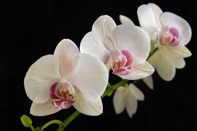 Elegant White Orchids on Black Background