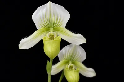 Elegant White Orchid Macro on Black