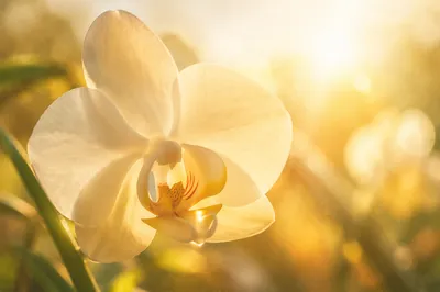 Elegant White Orchid in Morning Light