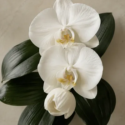 Elegant White Orchid Botanical Portrait