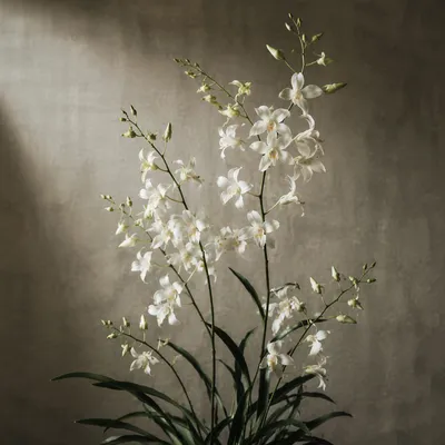 Elegant White Orchid on Warm Linen