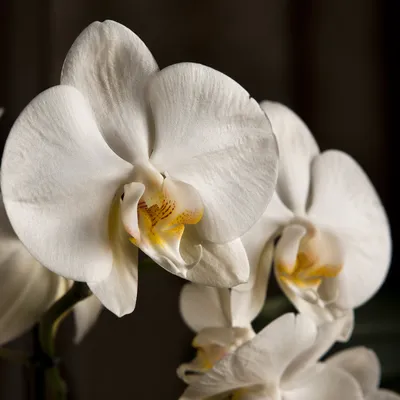 Elegant White Orchid Macro Floral Portrait