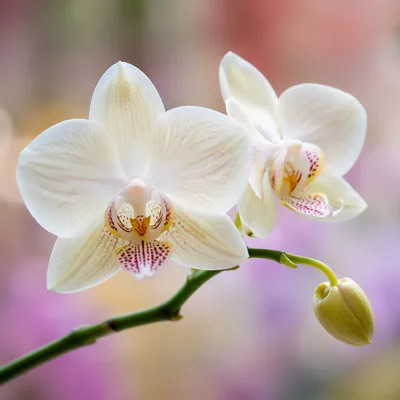 Elegant White Orchid Macro Blossom Portrait
