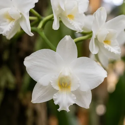 Elegant White Orchid Macro Blossom