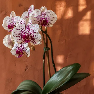 Elegant White Orchid on Terracotta Wall