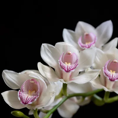 Elegant White Orchids on Black Background