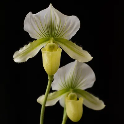 Elegant White Orchids on Black Background