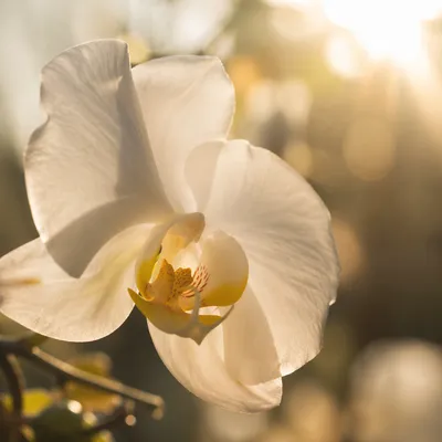 Elegant White Orchid in Morning Light