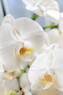 Elegant White Orchid Macro Blossoms