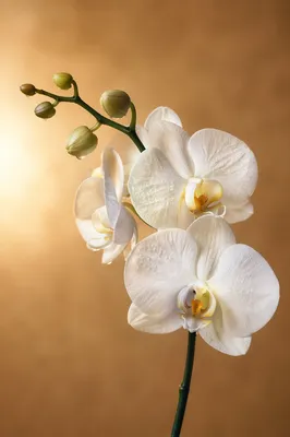 Elegant White Orchid on Warm Beige