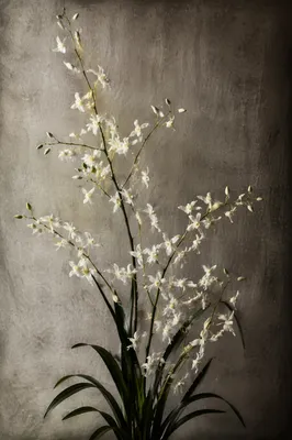 Elegant White Orchid Botanical Portrait