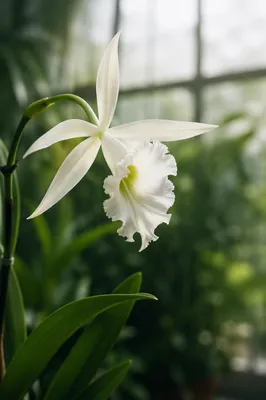 Elegant White Orchid in Morning Light