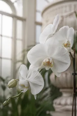 Elegant White Orchid in Sunlit Conservatory